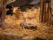 Božić bez vola i magarca