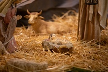 Božić bez vola i magarca