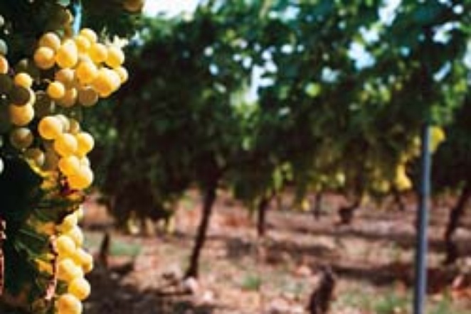 Plodnost Očeva vinograda