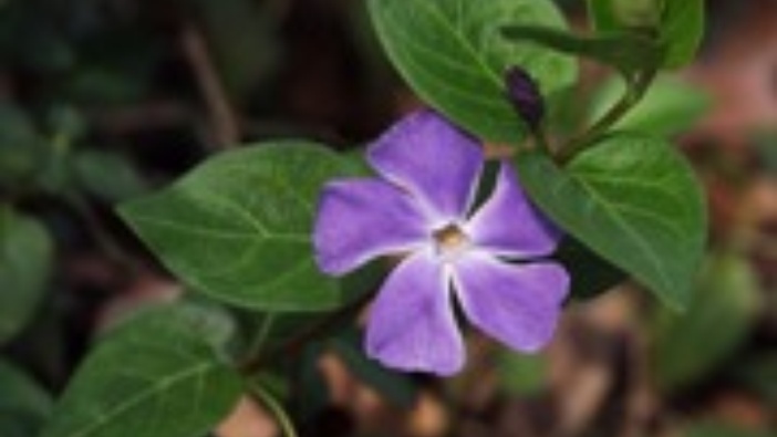…ubi Spiritus floret…