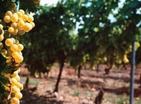 Plodnost Očeva vinograda