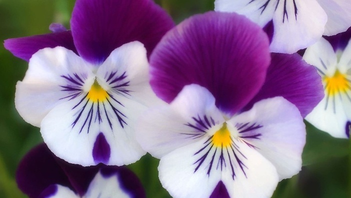 Veličam te, Gospodine!