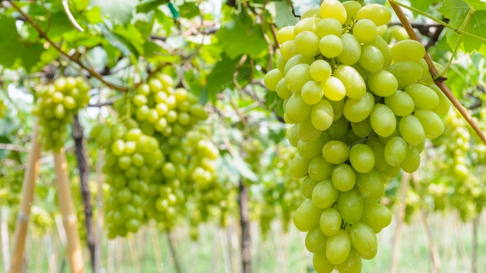 Da donosite mnogo roda