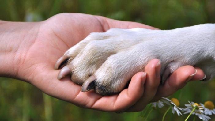 "Bijaše sa zvijerima"